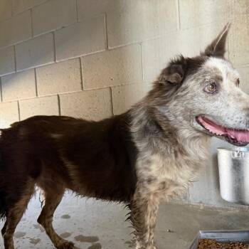 Dewey -  Cattle Dog and Mixed Breed Dog for Adoption in Yuma, Arizona - Dewey | PetCurious
