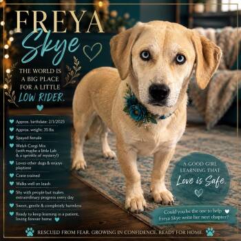 Freya Skye -  Corgi and Labrador Retriever Dog for Adoption in Farmington, Missouri - Freya Skye | PetCurious