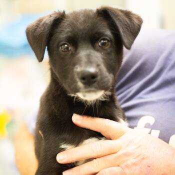 Rescue Black Labrador Retriever Dogs for Adoption in Cumming, Georgia - Prudence 21744 | PetCurious