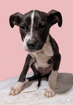 ACORN -  Mixed Breed Dog for Adoption in Jacksonville, Florida - ACORN | PetCurious