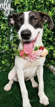 Francesca -  Catahoula Leopard Dog Dog for Adoption in Lucas, Texas - Francesca | PetCurious