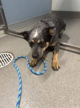Roxie -  Cattle Dog Dog for Adoption in Bloomington, Indiana - Roxie | PetCurious