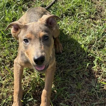 Benny -  Australian Cattle Dog Blue Heeler and Labrador Retriever Dog for Adoption in Humble, Texas - Benny | PetCurious