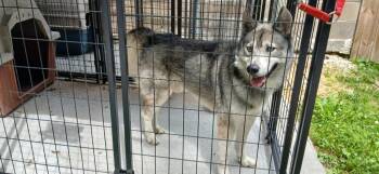 Husky Dogs Available for Adoption in Crocker, Missouri - Levi | PetCurious