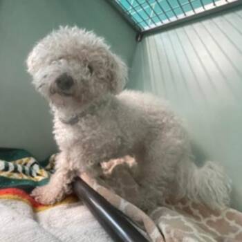 Mixed Breed Dogs Available for Adoption in New York, New York - Shaun | PetCurious