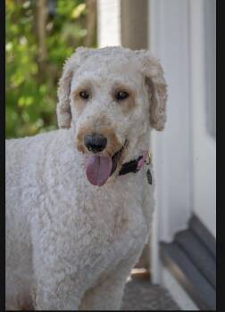 Standard Poodle and Labrador Retriever Dogs Available for Adoption in Orange, California - Amelia | PetCurious
