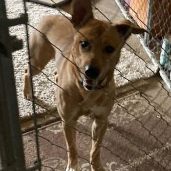 Moses -  Shepherd and Pit Bull Terrier Dog for Adoption in Grand Rapids, Minnesota - Moses | PetCurious