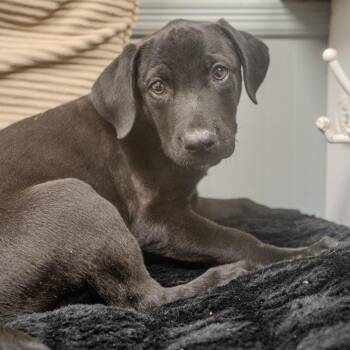 Bossier -  Labrador Retriever and Mixed Breed Dog for Adoption in Pawling, New York - Bossier | PetCurious