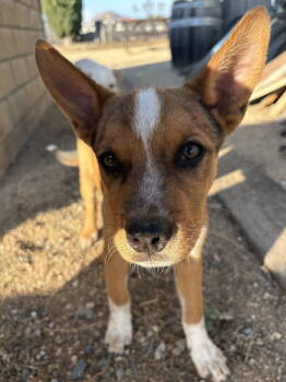 Rescue Shepherd Dogs for Adoption in Fullerton, California - Dusty | PetCurious