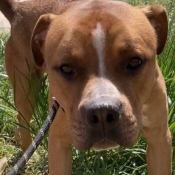Rescue Pit Bull Terrier and Boxer Dogs for Adoption in Denison, Texas - Mozart | PetCurious