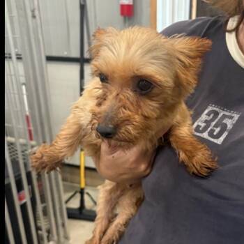 Silky -  Silky Terrier Dog for Adoption in Normal, Illinois - Silky | PetCurious