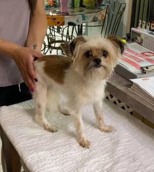 Coraline (NOT YET AVAILABLE) -  Shih Tzu and Yorkshire Terrier Dog for Adoption in Benton, Louisiana - Coraline (NOT YET AVAILABLE) | PetCurious