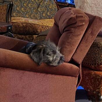 Terrier and Australian Shepherd Dogs Available for Adoption - Johnny Cash | PetCurious