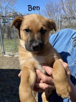 Mixed Breed and Shepherd Dogs Available for Adoption in Rigaud, Quebec - Ben | PetCurious