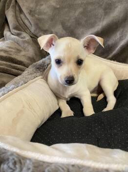 Sky -  Chihuahua Dog for Adoption in Oakland, California - Sky | PetCurious