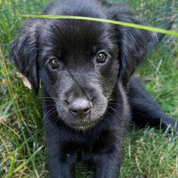 Pebbles -  Mixed Breed Dog for Adoption in Madison, Wisconsin - Pebbles | PetCurious