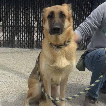 German Shepherd Dog Dogs Available for Adoption in Philadelphia, Pennsylvania - Nala | PetCurious