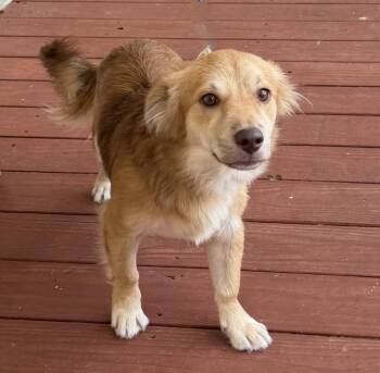 Rudy -  Cardigan Welsh Corgi Dog for Adoption in Slidell, Louisiana - Rudy | PetCurious