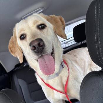 Mixed Breed Dogs Available for Adoption - Paisley | PetCurious