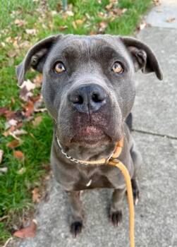 Bethany -  Mixed Breed Dog for Adoption in Cincinnati, Ohio - Bethany | PetCurious