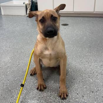Peanut Butter -  Great Dane and German Shepherd Dog Dog Available for Adoption in Bardstown, Kentucky - Peanut Butter | PetCurious