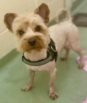 Max -  Yorkshire Terrier and Mixed Breed Dog for Adoption in Cincinnati, Ohio - Max | PetCurious