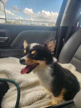 Pomeranian and Chihuahua Dogs Available for Adoption in Rockwall, Texas - Found Stray: Robin | PetCurious