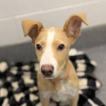 Shaggy -  Labrador Retriever and Mixed Breed Dog for Adoption in Atlanta, Georgia - Shaggy | PetCurious