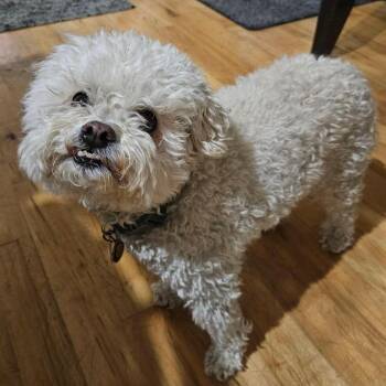 Ozzie -  Bichon Frise and Mixed Breed Dog for Adoption in Nampa, Idaho - Ozzie | PetCurious