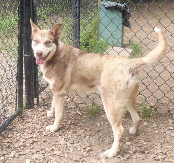 Husky Dogs Available for Adoption in Little Rock, Arkansas - Moulder | PetCurious