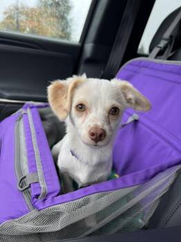 Rescue Chihuahua Dogs for Adoption in Sammamish, Washington - Paris - Tiny Chi Puppy | PetCurious