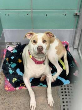 Staffordshire Bull Terrier and Mixed Breed Dogs Available for Adoption - BONITA GREEN | PetCurious