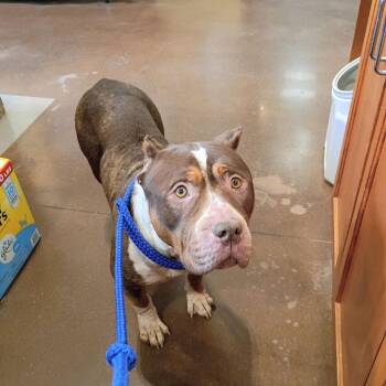 Mrs. Worldwide -  Pit Bull Terrier Dog for Adoption in Lynchburg, Virginia - Mrs. Worldwide | PetCurious