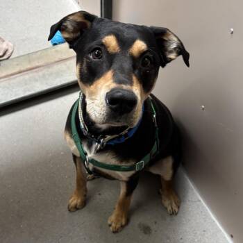 Doberman Pinscher and Mixed Breed Dogs Available for Adoption in Murray, Utah - Tucker | PetCurious
