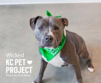 Wicked -  Pit Bull Terrier and Mixed Breed Dog for Adoption in Kansas City, Missouri - Wicked | PetCurious