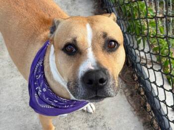 Pit Bull Terrier Dogs Available for Adoption in Tulsa, Oklahoma - TROUBLE | PetCurious