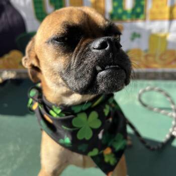 Pug and Chihuahua Dogs Available for Adoption - Lincoln | PetCurious