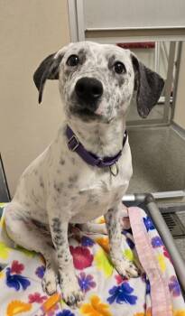 Rescue Cattle Dog and Mixed Breed Dogs for Adoption in Bellevue, Washington - Flan | PetCurious