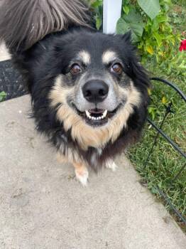 Rescue Australian Shepherd and Husky Dogs for Adoption in Evans City, Pennsylvania - Salem | PetCurious