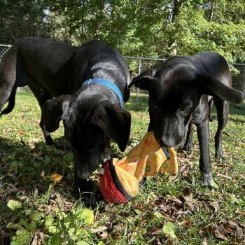 Duke -  Black Labrador Retriever and Cattle Dog Dog for Adoption in Huntsville, Alabama - Duke | PetCurious