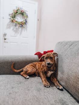 Elsa -  Plott Hound Dog for Adoption in Goodyear, Arizona - Elsa | PetCurious