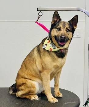 Hazel -  Shepherd Dog for Adoption in Zimmerman, Minnesota - Hazel | PetCurious