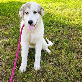 Moonpie -  Great Pyrenees Dog for Adoption in Tylertown, Mississippi - Moonpie | PetCurious