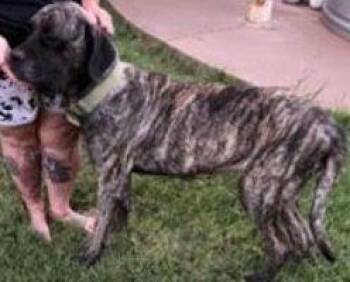Maggie -  Mastiff Dog for Adoption in Larkspur, Colorado - Maggie | PetCurious