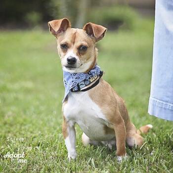 Scotty -  Chihuahua and Dachshund Dog for Adoption in Humble, Texas - Scotty | PetCurious