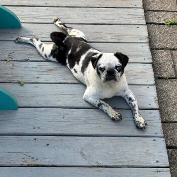 Clara -  Pug Dog for Adoption in Sinking Spring, Pennsylvania - Clara | PetCurious