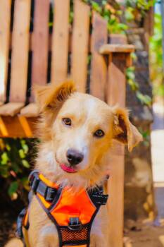 Angelo -  Cocker Spaniel Dog for Adoption in San Diego, California - Angelo | PetCurious