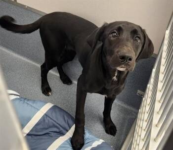 RUE -  Labrador Retriever and Mixed Breed Dog for Adoption in St. Louis, Missouri - RUE | PetCurious