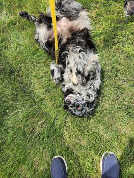 Ivy Clay -  Australian Shepherd Dog for Adoption in Indianapolis, Indiana - Ivy Clay | PetCurious