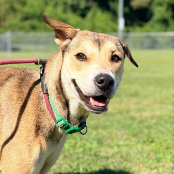 October -  Mixed Breed Dog for Adoption in Huntington, West Virginia - October | PetCurious